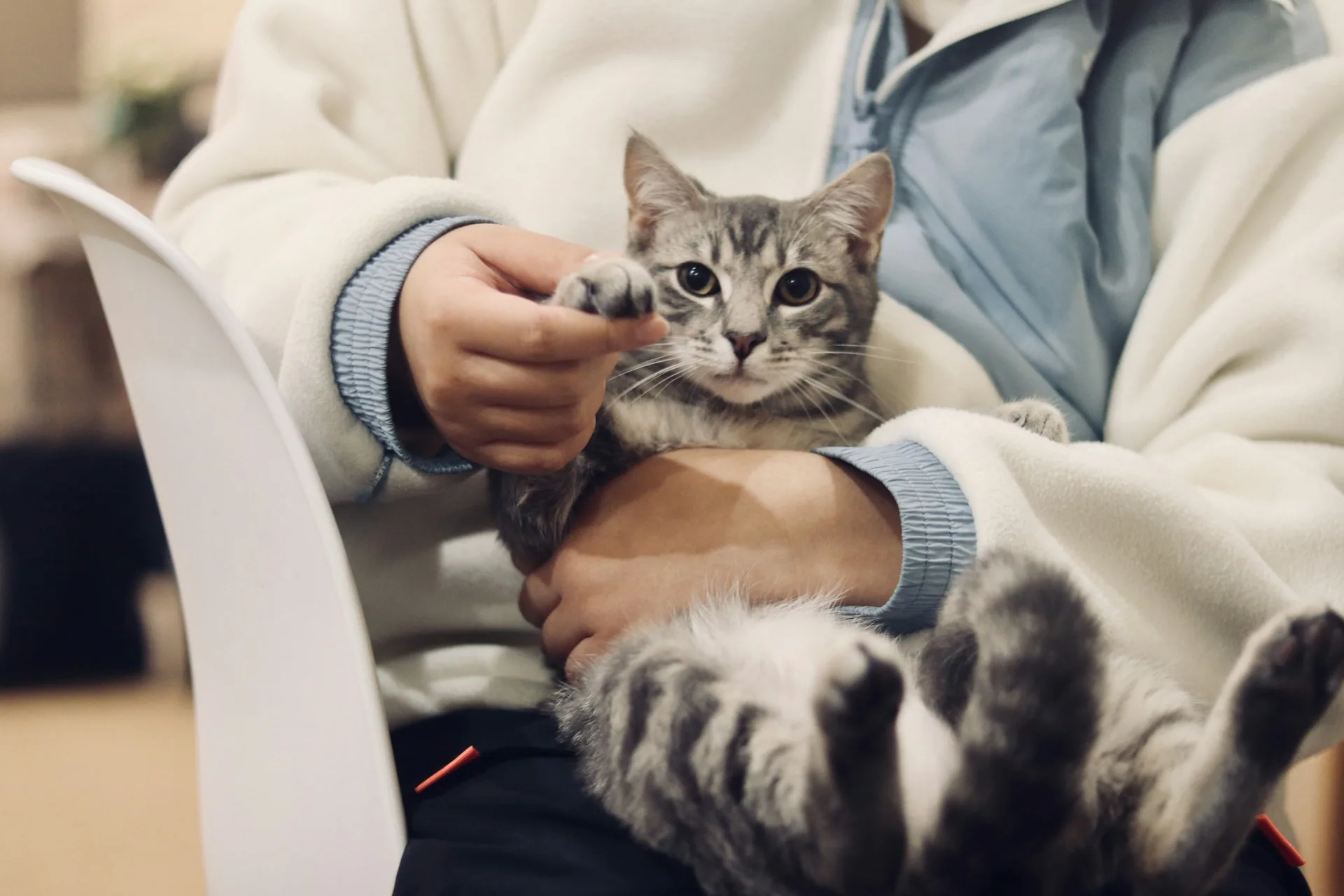 Person holding a silver tabby cat